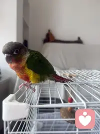 养鸟的意义大概就是，物质上我养它，精神上他养我，他能治愈我所有的不开心，他温暖的我的心和万里，而我就是他的浩瀚星河.总有些小生命为治愈你而来，万物皆有灵性 ，给无味的生活加点甜蜜！配图