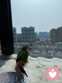 它的红尾垂在绒垫上，眼里是望不尽的远方。是在怪我吗？曾困住它的翅膀，如今又催它飞翔。配图