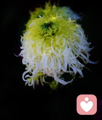 每个人都需要一个知心的朋友，来分享自己的情感和困惑。作为专业的倾听师，我们将用最温暖的心去聆听您的故事。配图