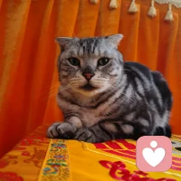 喵喵喵喵喵喵喵喵喵配图