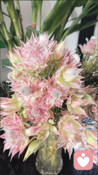 不必担心说错话或重复诉苦，在这里，每句心事都会像露珠般被温柔接住，折射出人性的光芒。配图