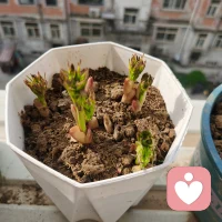 上线上线，想问事的就来致电
给你们看看我的小花花🌸虽然还只是芽但是在不久的将来就会开成一朵朵大花花配图