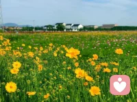风掠过花海，把夏天的温柔都揉进了这一片金黄里✨
日子慢慢过，总会有不期而遇的明媚。配图
