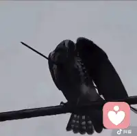 心死翼未伤，亦可去远方！配图