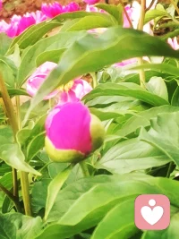 早晨好，🌞愿我们都拥有美好的一天🌹配图