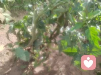 有一个西红柿得病了，而顶端却要努力向上生长，像极了人生，生活千疮百孔却要努力自强不息，一切都会变好的，过去的就让它成为自己脚下的路，每天都是新的开始，早安😊