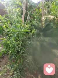 有一个西红柿得病了，而顶端却要努力向上生长，像极了人生，生活千疮百孔却要努力自强不息，一切都会变好的，过去的就让它成为自己脚下的路，每天都是新的开始，早安😊