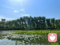 有些事，你真别看清，看清，心痛；有些人，你真别看懂，看懂，伤情。人生，就是一种糊涂，一份模糊，说懂不懂，说清不清，糊里糊涂，含含糊糊。