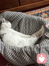 最顶级的慈悲就是去理解他人的局限性同时也理解自己的局限性，什么叫理解他人的局限性？就是你终于明白他不是不想对你好，是他给不出他没有的东西，他不是故意伤害你，是他困在自己的认知里根本看不见你的痛，他也不是不愿意改变，是他的过去把他压在那个位置动弹不得，什么叫理解自己的局限性？是你终于可以承认我也给不出我没有的东西，我也会失控也会匮乏，我也会在自己没有觉察的地方伤人而不自知。当你看清了这一点，一个神奇的事情就会发生，你会觉得格外轻松，你不会期待一个没有尝过甜的人给你满嘴的糖，你不会期待一个没有见过光的人把你拉出黑暗，你不会期待一个还在水里挣扎的人上岸来救你，因为你知道他只有这些，就像你你也只有这些，那一刻你会收回那些散落在别人身上的，应该把它放回到自己的手里来，你会发现所有的问题的解决方案原来只有一个就向内求外界是永远控制不了的，他人的认知，他人的节奏，他人的局限，那是别人的功课，你能管的只有你自己你的选择，你的行动，你还能给出去的和必须收回来的，这个时候你就放过了别人，同时也放过了自己。配图