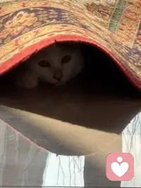 最顶级的慈悲就是去理解他人的局限性同时也理解自己的局限性，什么叫理解他人的局限性？就是你终于明白他不是不想对你好，是他给不出他没有的东西，他不是故意伤害你，是他困在自己的认知里根本看不见你的痛，他也不是不愿意改变，是他的过去把他压在那个位置动弹不得，什么叫理解自己的局限性？是你终于可以承认我也给不出我没有的东西，我也会失控也会匮乏，我也会在自己没有觉察的地方伤人而不自知。当你看清了这一点，一个神奇的事情就会发生，你会觉得格外轻松，你不会期待一个没有尝过甜的人给你满嘴的糖，你不会期待一个没有见过光的人把你拉出黑暗，你不会期待一个还在水里挣扎的人上岸来救你，因为你知道他只有这些，就像你你也只有这些，那一刻你会收回那些散落在别人身上的，应该把它放回到自己的手里来，你会发现所有的问题的解决方案原来只有一个就向内求外界是永远控制不了的，他人的认知，他人的节奏，他人的局限，那是别人的功课，你能管的只有你自己你的选择，你的行动，你还能给出去的和必须收回来的，这个时候你就放过了别人，同时也放过了自己。配图