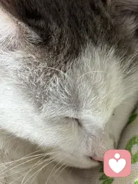 最顶级的慈悲就是去理解他人的局限性同时也理解自己的局限性，什么叫理解他人的局限性？就是你终于明白他不是不想对你好，是他给不出他没有的东西，他不是故意伤害你，是他困在自己的认知里根本看不见你的痛，他也不是不愿意改变，是他的过去把他压在那个位置动弹不得，什么叫理解自己的局限性？是你终于可以承认我也给不出我没有的东西，我也会失控也会匮乏，我也会在自己没有觉察的地方伤人而不自知。当你看清了这一点，一个神奇的事情就会发生，你会觉得格外轻松，你不会期待一个没有尝过甜的人给你满嘴的糖，你不会期待一个没有见过光的人把你拉出黑暗，你不会期待一个还在水里挣扎的人上岸来救你，因为你知道他只有这些，就像你你也只有这些，那一刻你会收回那些散落在别人身上的，应该把它放回到自己的手里来，你会发现所有的问题的解决方案原来只有一个就向内求外界是永远控制不了的，他人的认知，他人的节奏，他人的局限，那是别人的功课，你能管的只有你自己你的选择，你的行动，你还能给出去的和必须收回来的，这个时候你就放过了别人，同时也放过了自己。配图