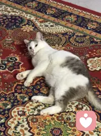 我有一心法特别管用，很多年它帮我稳住了无数次翻涌的情绪，也帮我跨过了很多我以为过不去的坎，它就一句话，“我的见识太少了。”这句话听起来像是骂自己，但实际上是在救我自己，以前我遇到让我愤怒的事情，我的第一反应永远都是这怎么能这样，这人怎么能这样？凭什么？我觉得世界应该按照我的剧本去演，所有人都应该符合我的标准，一旦不符合我就炸，后来我才发现我炸不是因为他错了，是我没见过这样的处理方式。我的世界太小了，小到容不下一点点的不一样，所以现在每当我情绪涌上来的时候，我就对自己说我的见识太少了，我竟然连这样的事情都没有见过。在这里愤怒这句话一出来我的情绪就会松动，因为他把我从审判者的位置上拉下来，让我变成了一个学习者，我不是在比较对错高低，我是在补课，这个世界又给我上了一课，让我知道原来还有这样的人，原来还有这样的事情，原来还可以这样活，人真的要走南闯北，要见天地，要见众生，要见自己，你要亲眼去看一看这个世界上有多少种活法，有多少种价值观，有多少种你觉得不应该，但是人家就是活得很好的人，否则你就会永远活在自己的小世界里，拿着自己的尺子去丈量世界，你觉得这个应该觉得那个不应该对错正常那个有病，真相是你觉得不应该的，只是你没有见过而已，你觉得不正常的，只是我们见识太少而已，其实所有能扰动我的事情，能让我愤怒的让我不舒服的，本质上都是一件事，它发生在了我的认知之外，就是我的见识太少了，这不是在否定自己，而是在告诉自己这个世界比我想的要大得多，比比我以为的要大得多，我还没有见过的东西，我还没有见过的事情多着，所以我不需要愤怒，我需要去看看。