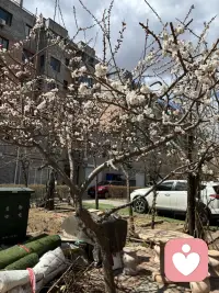 真实胜过完美，真实是一切的开始。什么叫做真实的活着？就是尊重你的感觉，追随你的心，而不是相信你的大脑，更不是按照人云亦云的活法去活。乔布斯在斯坦福大学有个著名的演讲，里面的一些名言就讲到要尊重你的感觉，追随你的心，而不是相信你的大脑。因为你以为头脑是自己的，但你的头脑往往充满了别人的教条，所谓的感觉就是你的情绪、情感、身体、体验，而这些体验其实都很普通，你的视觉、听觉、嗅觉、味觉、触觉这些各种各样的感觉，也包括你的状态都是由这些非常平常的东西组成，所以大家不要觉得尊重自己的感觉，包括做到真实是一件特别复杂的事，因为有很多人一直活在头脑里，一直按照别人的教条去活，所以他们确实不知道何为真实，其实真实就是这么简单，