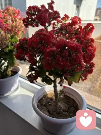 你好👋亲爱的孩子👶这个精神上的疾病吃药是需要正确的去执行医生的治疗方案，但更需要进行咨询疗愈跟进，这叫两管齐下，提升认知和内力，你才能找到身体的感觉，恢复身心平衡的状态。如果你信任我，那请找到给到你专业的有温度的有力量的支持配图