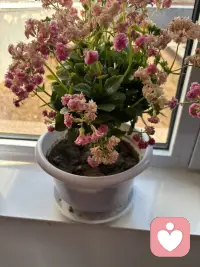 你好👋亲爱的孩子👶这个精神上的疾病吃药是需要正确的去执行医生的治疗方案，但更需要进行咨询疗愈跟进，这叫两管齐下，提升认知和内力，你才能找到身体的感觉，恢复身心平衡的状态。如果你信任我，那请找到给到你专业的有温度的有力量的支持配图