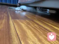 你想要自己的运气慢慢的变好，有一条规矩，我们一定要记住你站在哪里你就别总嫌弃哪里不好，你住什么样的房子，你就别天天你去挑房子的毛病，你跟谁在一起，你就要学会多看对方的好，你做什么工作，你就先把眼前这份工作这份事情你当回事儿，晴天来了，你要学会说塞阳光真好，下雨你就要学会说塞空气终于透了，哪怕只是喝一杯水，你试着告诉自己今天这口水是真的好甜哪，就人的这一生。你说到底都是在不断的回应自己嘴里说出去的话了，你嘴里说出去什么话，你吸引过来的就是什么样的能量。你嘴上总是嫌弃你心里就会越来越堵，你嘴上总是赞你的路反而会越走越顺了，不是因为你说了两句好听的话，天它就立马偏爱你，而是因为你愿意往好的地方去看那些真正好的东西才更容易靠近你。当你开始习惯性的赞美生活，接纳眼前，珍惜拥有很多你以为是运气的东西，那些美好的东西就开始悄悄地向你靠近了。配图