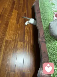 你想要自己的运气慢慢的变好，有一条规矩，我们一定要记住你站在哪里你就别总嫌弃哪里不好，你住什么样的房子，你就别天天你去挑房子的毛病，你跟谁在一起，你就要学会多看对方的好，你做什么工作，你就先把眼前这份工作这份事情你当回事儿，晴天来了，你要学会说塞阳光真好，下雨你就要学会说塞空气终于透了，哪怕只是喝一杯水，你试着告诉自己今天这口水是真的好甜哪，就人的这一生。你说到底都是在不断的回应自己嘴里说出去的话了，你嘴里说出去什么话，你吸引过来的就是什么样的能量。你嘴上总是嫌弃你心里就会越来越堵，你嘴上总是赞你的路反而会越走越顺了，不是因为你说了两句好听的话，天它就立马偏爱你，而是因为你愿意往好的地方去看那些真正好的东西才更容易靠近你。当你开始习惯性的赞美生活，接纳眼前，珍惜拥有很多你以为是运气的东西，那些美好的东西就开始悄悄地向你靠近了。配图