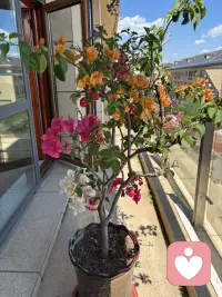 这两天好累呀！搬家带来的烦恼实在不少呢！一直把这事往后拖，但心里明镜似的，拖过十一，拖不过十五呀！在这个老房子里度过了21年的时光，总是有些不舍在吧，特别有一种冲动，那就是在老房子里照张照片，然而老公的一句话让我断了念想。算了，岁月无论是蹉跎，还是静好都是生命的馈赠呢，接纳自己内心的留恋，更珍惜当下的生活吧。