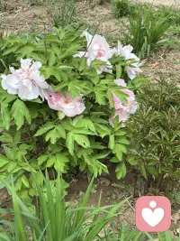 这两天好累呀！搬家带来的烦恼实在不少呢！一直把这事往后拖，但心里明镜似的，拖过十一，拖不过十五呀！在这个老房子里度过了21年的时光，总是有些不舍在吧，特别有一种冲动，那就是在老房子里照张照片，然而老公的一句话让我断了念想。算了，岁月无论是蹉跎，还是静好都是生命的馈赠呢，接纳自己内心的留恋，更珍惜当下的生活吧。