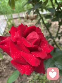 这两天好累呀！搬家带来的烦恼实在不少呢！一直把这事往后拖，但心里明镜似的，拖过十一，拖不过十五呀！在这个老房子里度过了21年的时光，总是有些不舍在吧，特别有一种冲动，那就是在老房子里照张照片，然而老公的一句话让我断了念想。算了，岁月无论是蹉跎，还是静好都是生命的馈赠呢，接纳自己内心的留恋，更珍惜当下的生活吧。