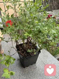 窗外雨意正浓，院外路上积水很多了，足见雨势不小呢，被雨淋过的小菜园植物格外的精神，格窗望去一个字爽歪歪了。我想这个时刻在我们小区亭台五六个人踢．一场毽球一定超级精彩呢，亭台很大雨是淋不到的，六面环岛，一面踢毽，一面赏雨，那是足够超然了呢！配图