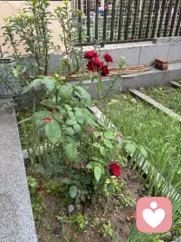 窗外雨意正浓，院外路上积水很多了，足见雨势不小呢，被雨淋过的小菜园植物格外的精神，格窗望去一个字爽歪歪了。我想这个时刻在我们小区亭台五六个人踢．一场毽球一定超级精彩呢，亭台很大雨是淋不到的，六面环岛，一面踢毽，一面赏雨，那是足够超然了呢！配图