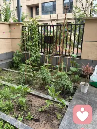 窗外雨意正浓，院外路上积水很多了，足见雨势不小呢，被雨淋过的小菜园植物格外的精神，格窗望去一个字爽歪歪了。我想这个时刻在我们小区亭台五六个人踢．一场毽球一定超级精彩呢，亭台很大雨是淋不到的，六面环岛，一面踢毽，一面赏雨，那是足够超然了呢！配图