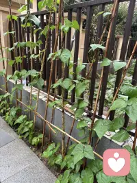 窗外雨意正浓，院外路上积水很多了，足见雨势不小呢，被雨淋过的小菜园植物格外的精神，格窗望去一个字爽歪歪了。我想这个时刻在我们小区亭台五六个人踢．一场毽球一定超级精彩呢，亭台很大雨是淋不到的，六面环岛，一面踢毽，一面赏雨，那是足够超然了呢！配图