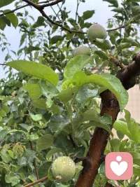 窗外雨意正浓，院外路上积水很多了，足见雨势不小呢，被雨淋过的小菜园植物格外的精神，格窗望去一个字爽歪歪了。我想这个时刻在我们小区亭台五六个人踢．一场毽球一定超级精彩呢，亭台很大雨是淋不到的，六面环岛，一面踢毽，一面赏雨，那是足够超然了呢！配图