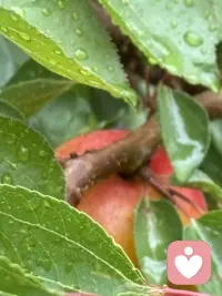 窗外雨意正浓，院外路上积水很多了，足见雨势不小呢，被雨淋过的小菜园植物格外的精神，格窗望去一个字爽歪歪了。我想这个时刻在我们小区亭台五六个人踢．一场毽球一定超级精彩呢，亭台很大雨是淋不到的，六面环岛，一面踢毽，一面赏雨，那是足够超然了呢！配图