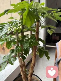 幸福树开花了，这让我跟先生都特别开心！这棵树在我家很久了，最高的时候顶着屋顶，为此先生把它重新打理截去过高的部分，当时我很担心它受到伤害而活不成呢，的确截短之后很长时间都光秃秃的，好几次都想扔掉。就在我们想放弃时它开始长叶了，而且最近开了几朵小花，娇嫩娇嫩的，藏在叶子下面，有些害羞的样子，很可人呢！这让我明白许多事情也是如此，多一份等待，事情也许就不一样呢。配图