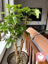 幸福树开花了，这让我跟先生都特别开心！这棵树在我家很久了，最高的时候顶着屋顶，为此先生把它重新打理截去过高的部分，当时我很担心它受到伤害而活不成呢，的确截短之后很长时间都光秃秃的，好几次都想扔掉。就在我们想放弃时它开始长叶了，而且最近开了几朵小花，娇嫩娇嫩的，藏在叶子下面，有些害羞的样子，很可人呢！这让我明白许多事情也是如此，多一份等待，事情也许就不一样呢。配图