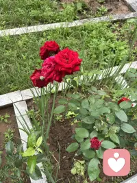 这几天雨下个不停呢，今天晌午趁着放晴这段时间拔拔小园子里的草，园子春种之前放上了羊粪，好家伙借雨水丰沛，草与菜一起疯长，最后竟然分不清谁是草？谁是菜了？于是我有了一份坚定，那就是拔去草，给菜生长更好的环境吧！顶着烈日认真的干起来，半小时之后园子清楚了许多，行动起来比在那傻傻的发呆更实际，我还是觉得一个人的行动力很重要，光想不做永远是行动的矮子。宁愿粗糙的上路，也许光等不做，行动才能离结果更近。配图