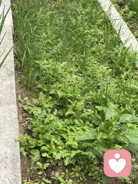 这几天雨下个不停呢，今天晌午趁着放晴这段时间拔拔小园子里的草，园子春种之前放上了羊粪，好家伙借雨水丰沛，草与菜一起疯长，最后竟然分不清谁是草？谁是菜了？于是我有了一份坚定，那就是拔去草，给菜生长更好的环境吧！顶着烈日认真的干起来，半小时之后园子清楚了许多，行动起来比在那傻傻的发呆更实际，我还是觉得一个人的行动力很重要，光想不做永远是行动的矮子。宁愿粗糙的上路，也许光等不做，行动才能离结果更近。配图