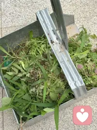 这几天雨下个不停呢，今天晌午趁着放晴这段时间拔拔小园子里的草，园子春种之前放上了羊粪，好家伙借雨水丰沛，草与菜一起疯长，最后竟然分不清谁是草？谁是菜了？于是我有了一份坚定，那就是拔去草，给菜生长更好的环境吧！顶着烈日认真的干起来，半小时之后园子清楚了许多，行动起来比在那傻傻的发呆更实际，我还是觉得一个人的行动力很重要，光想不做永远是行动的矮子。宁愿粗糙的上路，也许光等不做，行动才能离结果更近。配图