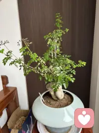 唉这搬家搬的，后遗症算是留下了，房子的后面有个很沉很重的铁箱子，当初是为了放一些打理小园的农具，就放在后院了，但实际真正用又觉得很麻烦，用工具并不方便。今年把后院盖了玻璃房，箱子在那里很不搭，于是就想把它移出放在前院，想移的那天老公没并没有打算让我合作，等着喊邻居帮忙，说来真巧，老公九等也不见邻居出现，（我见他铁了心是想非移不可了，于是我的挺身而出说：“我跟你抬！”开始老公疑惑的看了看我，但见我这么坚定就没有反对，真正一点还真是沉得不行，但我那股冲动劲上来硬是把不可能的事做到了。可是三两天过去了，腰部好象内部撕裂一样的疼痛，特别是早晨更重一些，我想是腰部肌肉拉伤了。人呀，总是不知自己已经不在年轻这个事实。配图