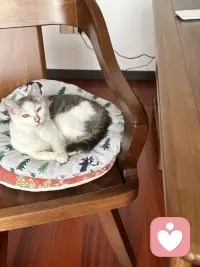 我家有只毛孩子子，因为它来的那天正是外孙生日就给它取名——缘圆，它的到来给我们的生活增添许多乐趣，每一天都很逗，这不不让它进卧室她竞然来我的办公室的座椅上渥着，即使我要工作它也不动，只好我让它了，本来它有个大大的猫别墅的，但是它就是不会主动去，经常被关，才肯罢休。配图