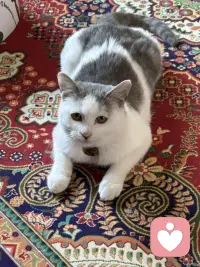 我家有只毛孩子子，因为它来的那天正是外孙生日就给它取名——缘圆，它的到来给我们的生活增添许多乐趣，每一天都很逗，这不不让它进卧室她竞然来我的办公室的座椅上渥着，即使我要工作它也不动，只好我让它了，本来它有个大大的猫别墅的，但是它就是不会主动去，经常被关，才肯罢休。配图