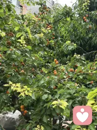 悼姨父
姨父在五月节前去给他父母上坟，突发心梗，抢救无效离开了我们。这完全出乎我的意料，但这已经是实事，而且昨天就把他安葬让他入土为安。连是的奔波劳累，脑子懵懵的。说起来说很长，我是个很特别的人，童年父母就两地生活，父亲在城市工作，妈妈带着我们兄弟三人在小山沟生活，由于父亲是有工作的当然小时候我们家的生活在小村里算是很优越的，学习还不错，但师资水平比较差，于是就决定弟弟跟母亲去与父亲到城市生活，由于母亲没有城市户口又没有工作，再加人还有爷爷，只靠父亲一个人的工资，在城市生活无法带上我了，在这种情况下，姨与姨父决定把我接到他们家上中学，于是我从15岁起就开始了在姨家生活的人生历程，初中、高中、师范、毕业工作、结婚直到现在。可以说我从出生就没有同自己的父亲在一起生活过（除童年父母探亲之外），而从15岁开始就在老姨家生活了，老姨家只有一个女孩，算上才两小只，还好在六七十年代算是孩子少的了，我受到了姨妈姨父的疼爱，完成了人生的很大一段的经历，姨父对我和小妹（他的孩子）一样的好，我们俩个都很争气，一个当过行长，一个当过校长邻居都常常引为傲，每当这时候姨父姨母都会笑得很灿烂，几十年如一日的日子中姨父姨母的爱让我觉得我是值得被爱的，因为刻在骨子里的强大成就了我的人生，但我知道是他们成全了完整的人生，特别是姨父，他在亲戚朋友邻居人眼里是灵魂级的人物，许多人都得到他的福𧘲和恩德尽而改变了人生命运，而这其中我是最幸运的那个，重点的是我心目中最理想的父亲，包括我结婚是他给我买的家具，特别有了孩子后，工作很忙他们帮我接送孩子，经常是把孩子放他们家连吃带住了，因此女儿跟他也特亲，他的突然离去，给我们大家带来沉重的打击，而与我更是万念俱灰的失去…..
人生无常是常态，尽管我无法接受，但也只能接受，愿他在天堂一路走好！配图