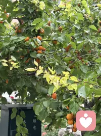 悼姨父
姨父在五月节前去给他父母上坟，突发心梗，抢救无效离开了我们。这完全出乎我的意料，但这已经是实事，而且昨天就把他安葬让他入土为安。连是的奔波劳累，脑子懵懵的。说起来说很长，我是个很特别的人，童年父母就两地生活，父亲在城市工作，妈妈带着我们兄弟三人在小山沟生活，由于父亲是有工作的当然小时候我们家的生活在小村里算是很优越的，学习还不错，但师资水平比较差，于是就决定弟弟跟母亲去与父亲到城市生活，由于母亲没有城市户口又没有工作，再加人还有爷爷，只靠父亲一个人的工资，在城市生活无法带上我了，在这种情况下，姨与姨父决定把我接到他们家上中学，于是我从15岁起就开始了在姨家生活的人生历程，初中、高中、师范、毕业工作、结婚直到现在。可以说我从出生就没有同自己的父亲在一起生活过（除童年父母探亲之外），而从15岁开始就在老姨家生活了，老姨家只有一个女孩，算上才两小只，还好在六七十年代算是孩子少的了，我受到了姨妈姨父的疼爱，完成了人生的很大一段的经历，姨父对我和小妹（他的孩子）一样的好，我们俩个都很争气，一个当过行长，一个当过校长邻居都常常引为傲，每当这时候姨父姨母都会笑得很灿烂，几十年如一日的日子中姨父姨母的爱让我觉得我是值得被爱的，因为刻在骨子里的强大成就了我的人生，但我知道是他们成全了完整的人生，特别是姨父，他在亲戚朋友邻居人眼里是灵魂级的人物，许多人都得到他的福𧘲和恩德尽而改变了人生命运，而这其中我是最幸运的那个，重点的是我心目中最理想的父亲，包括我结婚是他给我买的家具，特别有了孩子后，工作很忙他们帮我接送孩子，经常是把孩子放他们家连吃带住了，因此女儿跟他也特亲，他的突然离去，给我们大家带来沉重的打击，而与我更是万念俱灰的失去…..
人生无常是常态，尽管我无法接受，但也只能接受，愿他在天堂一路走好！配图