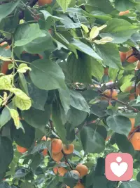 悼姨父
姨父在五月节前去给他父母上坟，突发心梗，抢救无效离开了我们。这完全出乎我的意料，但这已经是实事，而且昨天就把他安葬让他入土为安。连是的奔波劳累，脑子懵懵的。说起来说很长，我是个很特别的人，童年父母就两地生活，父亲在城市工作，妈妈带着我们兄弟三人在小山沟生活，由于父亲是有工作的当然小时候我们家的生活在小村里算是很优越的，学习还不错，但师资水平比较差，于是就决定弟弟跟母亲去与父亲到城市生活，由于母亲没有城市户口又没有工作，再加人还有爷爷，只靠父亲一个人的工资，在城市生活无法带上我了，在这种情况下，姨与姨父决定把我接到他们家上中学，于是我从15岁起就开始了在姨家生活的人生历程，初中、高中、师范、毕业工作、结婚直到现在。可以说我从出生就没有同自己的父亲在一起生活过（除童年父母探亲之外），而从15岁开始就在老姨家生活了，老姨家只有一个女孩，算上才两小只，还好在六七十年代算是孩子少的了，我受到了姨妈姨父的疼爱，完成了人生的很大一段的经历，姨父对我和小妹（他的孩子）一样的好，我们俩个都很争气，一个当过行长，一个当过校长邻居都常常引为傲，每当这时候姨父姨母都会笑得很灿烂，几十年如一日的日子中姨父姨母的爱让我觉得我是值得被爱的，因为刻在骨子里的强大成就了我的人生，但我知道是他们成全了完整的人生，特别是姨父，他在亲戚朋友邻居人眼里是灵魂级的人物，许多人都得到他的福𧘲和恩德尽而改变了人生命运，而这其中我是最幸运的那个，重点的是我心目中最理想的父亲，包括我结婚是他给我买的家具，特别有了孩子后，工作很忙他们帮我接送孩子，经常是把孩子放他们家连吃带住了，因此女儿跟他也特亲，他的突然离去，给我们大家带来沉重的打击，而与我更是万念俱灰的失去…..
人生无常是常态，尽管我无法接受，但也只能接受，愿他在天堂一路走好！配图