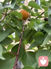 悼姨父
姨父在五月节前去给他父母上坟，突发心梗，抢救无效离开了我们。这完全出乎我的意料，但这已经是实事，而且昨天就把他安葬让他入土为安。连是的奔波劳累，脑子懵懵的。说起来说很长，我是个很特别的人，童年父母就两地生活，父亲在城市工作，妈妈带着我们兄弟三人在小山沟生活，由于父亲是有工作的当然小时候我们家的生活在小村里算是很优越的，学习还不错，但师资水平比较差，于是就决定弟弟跟母亲去与父亲到城市生活，由于母亲没有城市户口又没有工作，再加人还有爷爷，只靠父亲一个人的工资，在城市生活无法带上我了，在这种情况下，姨与姨父决定把我接到他们家上中学，于是我从15岁起就开始了在姨家生活的人生历程，初中、高中、师范、毕业工作、结婚直到现在。可以说我从出生就没有同自己的父亲在一起生活过（除童年父母探亲之外），而从15岁开始就在老姨家生活了，老姨家只有一个女孩，算上才两小只，还好在六七十年代算是孩子少的了，我受到了姨妈姨父的疼爱，完成了人生的很大一段的经历，姨父对我和小妹（他的孩子）一样的好，我们俩个都很争气，一个当过行长，一个当过校长邻居都常常引为傲，每当这时候姨父姨母都会笑得很灿烂，几十年如一日的日子中姨父姨母的爱让我觉得我是值得被爱的，因为刻在骨子里的强大成就了我的人生，但我知道是他们成全了完整的人生，特别是姨父，他在亲戚朋友邻居人眼里是灵魂级的人物，许多人都得到他的福𧘲和恩德尽而改变了人生命运，而这其中我是最幸运的那个，重点的是我心目中最理想的父亲，包括我结婚是他给我买的家具，特别有了孩子后，工作很忙他们帮我接送孩子，经常是把孩子放他们家连吃带住了，因此女儿跟他也特亲，他的突然离去，给我们大家带来沉重的打击，而与我更是万念俱灰的失去…..
人生无常是常态，尽管我无法接受，但也只能接受，愿他在天堂一路走好！配图