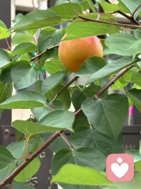 悼姨父
姨父在五月节前去给他父母上坟，突发心梗，抢救无效离开了我们。这完全出乎我的意料，但这已经是实事，而且昨天就把他安葬让他入土为安。连是的奔波劳累，脑子懵懵的。说起来说很长，我是个很特别的人，童年父母就两地生活，父亲在城市工作，妈妈带着我们兄弟三人在小山沟生活，由于父亲是有工作的当然小时候我们家的生活在小村里算是很优越的，学习还不错，但师资水平比较差，于是就决定弟弟跟母亲去与父亲到城市生活，由于母亲没有城市户口又没有工作，再加人还有爷爷，只靠父亲一个人的工资，在城市生活无法带上我了，在这种情况下，姨与姨父决定把我接到他们家上中学，于是我从15岁起就开始了在姨家生活的人生历程，初中、高中、师范、毕业工作、结婚直到现在。可以说我从出生就没有同自己的父亲在一起生活过（除童年父母探亲之外），而从15岁开始就在老姨家生活了，老姨家只有一个女孩，算上才两小只，还好在六七十年代算是孩子少的了，我受到了姨妈姨父的疼爱，完成了人生的很大一段的经历，姨父对我和小妹（他的孩子）一样的好，我们俩个都很争气，一个当过行长，一个当过校长邻居都常常引为傲，每当这时候姨父姨母都会笑得很灿烂，几十年如一日的日子中姨父姨母的爱让我觉得我是值得被爱的，因为刻在骨子里的强大成就了我的人生，但我知道是他们成全了完整的人生，特别是姨父，他在亲戚朋友邻居人眼里是灵魂级的人物，许多人都得到他的福𧘲和恩德尽而改变了人生命运，而这其中我是最幸运的那个，重点的是我心目中最理想的父亲，包括我结婚是他给我买的家具，特别有了孩子后，工作很忙他们帮我接送孩子，经常是把孩子放他们家连吃带住了，因此女儿跟他也特亲，他的突然离去，给我们大家带来沉重的打击，而与我更是万念俱灰的失去…..
人生无常是常态，尽管我无法接受，但也只能接受，愿他在天堂一路走好！配图