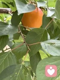 悼姨父
姨父在五月节前去给他父母上坟，突发心梗，抢救无效离开了我们。这完全出乎我的意料，但这已经是实事，而且昨天就把他安葬让他入土为安。连是的奔波劳累，脑子懵懵的。说起来说很长，我是个很特别的人，童年父母就两地生活，父亲在城市工作，妈妈带着我们兄弟三人在小山沟生活，由于父亲是有工作的当然小时候我们家的生活在小村里算是很优越的，学习还不错，但师资水平比较差，于是就决定弟弟跟母亲去与父亲到城市生活，由于母亲没有城市户口又没有工作，再加人还有爷爷，只靠父亲一个人的工资，在城市生活无法带上我了，在这种情况下，姨与姨父决定把我接到他们家上中学，于是我从15岁起就开始了在姨家生活的人生历程，初中、高中、师范、毕业工作、结婚直到现在。可以说我从出生就没有同自己的父亲在一起生活过（除童年父母探亲之外），而从15岁开始就在老姨家生活了，老姨家只有一个女孩，算上才两小只，还好在六七十年代算是孩子少的了，我受到了姨妈姨父的疼爱，完成了人生的很大一段的经历，姨父对我和小妹（他的孩子）一样的好，我们俩个都很争气，一个当过行长，一个当过校长邻居都常常引为傲，每当这时候姨父姨母都会笑得很灿烂，几十年如一日的日子中姨父姨母的爱让我觉得我是值得被爱的，因为刻在骨子里的强大成就了我的人生，但我知道是他们成全了完整的人生，特别是姨父，他在亲戚朋友邻居人眼里是灵魂级的人物，许多人都得到他的福𧘲和恩德尽而改变了人生命运，而这其中我是最幸运的那个，重点的是我心目中最理想的父亲，包括我结婚是他给我买的家具，特别有了孩子后，工作很忙他们帮我接送孩子，经常是把孩子放他们家连吃带住了，因此女儿跟他也特亲，他的突然离去，给我们大家带来沉重的打击，而与我更是万念俱灰的失去…..
人生无常是常态，尽管我无法接受，但也只能接受，愿他在天堂一路走好！配图