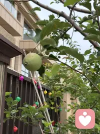 小院的门前的苹果接果了，春天刚刚栽上当年就接了许多果，这很是让人惊喜。对我而言完全出乎我的意料，由于春天才移栽，根本没有任何的期待，因此这份惊喜的分量就很让人上头了。你瞧果树的叶子还不够大，甚至颜色都还浅浅的，苹果压得小树枝都颤抖着呢，有些担心树枝的承受力，于是把一簇簇接得多的果去掉只留一或二个，然而即使这样我仍然担心随着果越来越大，会是怎样的情景呢？我更期待秋天苹果挂在树稍红着脸，那将怎样的惹人喜爱呢。配图