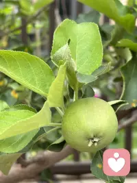 小院的门前的苹果接果了，春天刚刚栽上当年就接了许多果，这很是让人惊喜。对我而言完全出乎我的意料，由于春天才移栽，根本没有任何的期待，因此这份惊喜的分量就很让人上头了。你瞧果树的叶子还不够大，甚至颜色都还浅浅的，苹果压得小树枝都颤抖着呢，有些担心树枝的承受力，于是把一簇簇接得多的果去掉只留一或二个，然而即使这样我仍然担心随着果越来越大，会是怎样的情景呢？我更期待秋天苹果挂在树稍红着脸，那将怎样的惹人喜爱呢。配图