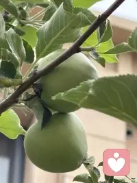 小院的门前的苹果接果了，春天刚刚栽上当年就接了许多果，这很是让人惊喜。对我而言完全出乎我的意料，由于春天才移栽，根本没有任何的期待，因此这份惊喜的分量就很让人上头了。你瞧果树的叶子还不够大，甚至颜色都还浅浅的，苹果压得小树枝都颤抖着呢，有些担心树枝的承受力，于是把一簇簇接得多的果去掉只留一或二个，然而即使这样我仍然担心随着果越来越大，会是怎样的情景呢？我更期待秋天苹果挂在树稍红着脸，那将怎样的惹人喜爱呢。配图