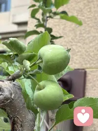 小院的门前的苹果接果了，春天刚刚栽上当年就接了许多果，这很是让人惊喜。对我而言完全出乎我的意料，由于春天才移栽，根本没有任何的期待，因此这份惊喜的分量就很让人上头了。你瞧果树的叶子还不够大，甚至颜色都还浅浅的，苹果压得小树枝都颤抖着呢，有些担心树枝的承受力，于是把一簇簇接得多的果去掉只留一或二个，然而即使这样我仍然担心随着果越来越大，会是怎样的情景呢？我更期待秋天苹果挂在树稍红着脸，那将怎样的惹人喜爱呢。配图