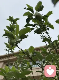 小院的门前的苹果接果了，春天刚刚栽上当年就接了许多果，这很是让人惊喜。对我而言完全出乎我的意料，由于春天才移栽，根本没有任何的期待，因此这份惊喜的分量就很让人上头了。你瞧果树的叶子还不够大，甚至颜色都还浅浅的，苹果压得小树枝都颤抖着呢，有些担心树枝的承受力，于是把一簇簇接得多的果去掉只留一或二个，然而即使这样我仍然担心随着果越来越大，会是怎样的情景呢？我更期待秋天苹果挂在树稍红着脸，那将怎样的惹人喜爱呢。配图