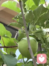小院的门前的苹果接果了，春天刚刚栽上当年就接了许多果，这很是让人惊喜。对我而言完全出乎我的意料，由于春天才移栽，根本没有任何的期待，因此这份惊喜的分量就很让人上头了。你瞧果树的叶子还不够大，甚至颜色都还浅浅的，苹果压得小树枝都颤抖着呢，有些担心树枝的承受力，于是把一簇簇接得多的果去掉只留一或二个，然而即使这样我仍然担心随着果越来越大，会是怎样的情景呢？我更期待秋天苹果挂在树稍红着脸，那将怎样的惹人喜爱呢。配图